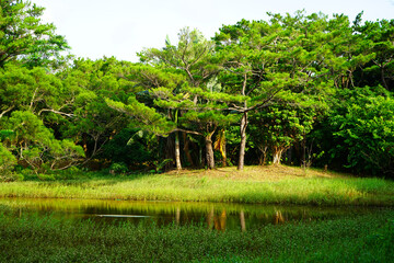 Okinawa Forest in Japan