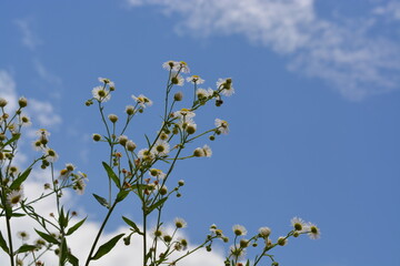 Flower against sky