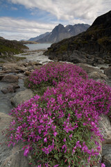 Wildflowers, Itilleq, Greenland