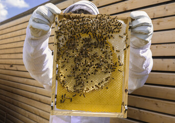 honeycomb and bees