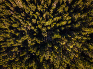 Kopaonik mountain in Serbia - Top down aerial view drone photo pine forest in summer or autumn day