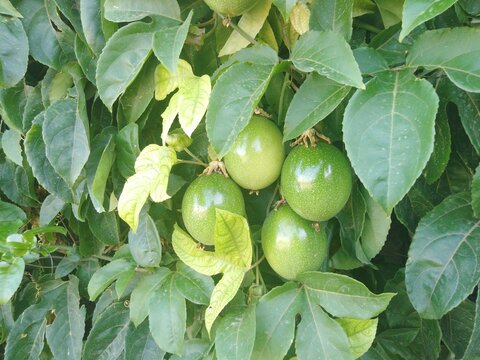 Planta de maracuy&aacute; o fruta de la pasi&oacute;n