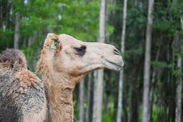Camel Head Macro with Hump against Pine Background
