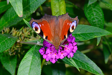Tagpfauenauge (Aglais io) - European peacock