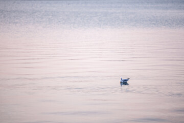 Naklejka premium Black headed gull on its winter plumage, also called chroicocephalus ridibundus resting its wings while on the waters of Palic Lake, a major natural landmark of Voivodina, Serbia, during an afternoon