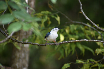 White-Breasted Nuthatch Bird in Tree