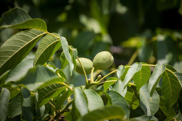 Green, unripe walnut, from the Juglans regia type, also called persian, carpathian, madeira or common walnut, on a tree in summer. It is the most common nut in Europe.