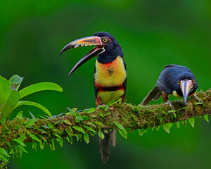 a pair of Collared Aracari visit a garden in Costa Rica