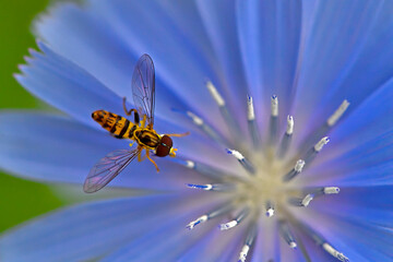 A Hoverfly visits a Chicory bloom 