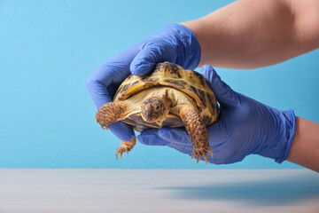 Veterinarian examining cute turtle in clinic close up