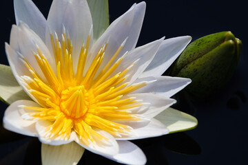 White Star Lotus Waterlily With Flower Bulb (Nymphaea nouchali), Groot Marico, South Africa