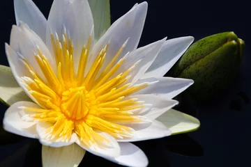 Deurstickers White Star Lotus Waterlily With Flower Bulb (Nymphaea nouchali), Groot Marico, South Africa © JJ van Ginkel