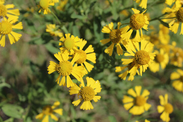 Common sneezeweed at Wayside Woods in bright sun in Morton Grove, Illinois