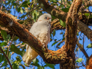 Long Billed Corella Perched 