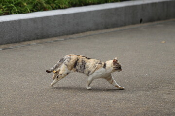 道路を駆け抜ける野良猫
A stray cat running through the road.