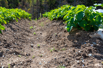 Drills or rows of organic potatoes growing in a farmer's garden. There's trees growing in a wooden area in the background.  The plants are tall, rich green with lots of leaves. The brown soil is dry.
