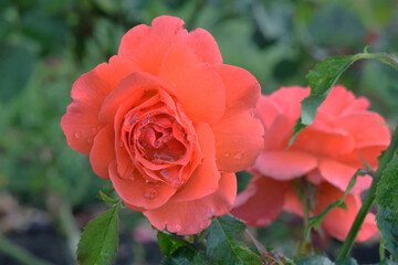 Candelabra Rose Face 01