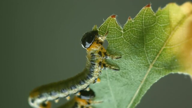 Box tree caterpillars eating a leaf. Super macro close up. Cydalima perspectalis is native to the humid subtropical regions of East Asia and South Asia and invasive in Europe. 