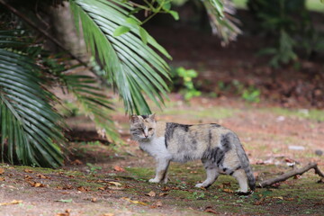 厳しい表情で周りを見回している野良猫
A stray cat looking around with a stern look.