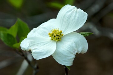 Single Dogwood Tree White Flower in Springtime