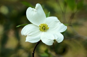 Naklejka na ściany i meble Single Dogwood Tree White Flower in Springtime