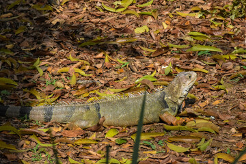 Large specimen of iguana on litter.