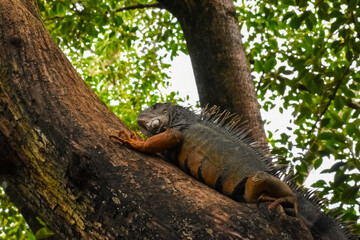 Iguana leaning on a tree branch.