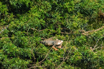 Iguana rests between the branches of a tree with thick foliage.