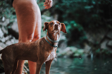 Perro en lago coge palo y te lo trae con cascada se limpia el agua