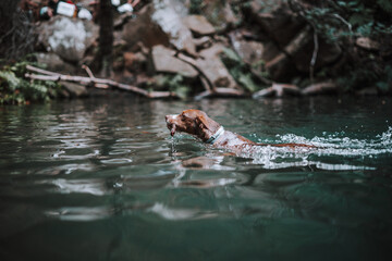 Perro en lago coge palo y te lo trae con cascada se limpia el agua