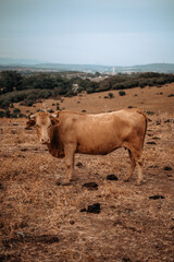 Campo natural abierto con montañas y padro de cardos con vacas retintas comiendo