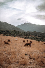 Campo natural abierto con montañas y padro de cardos con vacas retintas comiendo