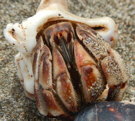 Costa Rica Pacific sea life