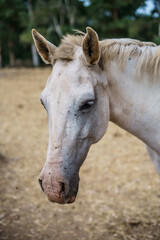Caballo tordo blanco comiendo paja rubio