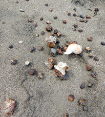 Costa Rica Pacific sea life