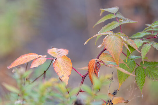 A close up of a cluster of green leaves and other autumn leaves changing colour to different shades of orange. The alder shrub has a very thin stalk. The background is colorful and blurred. 