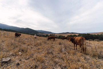 Fototapeta na wymiar Paisaje montañoso con animales