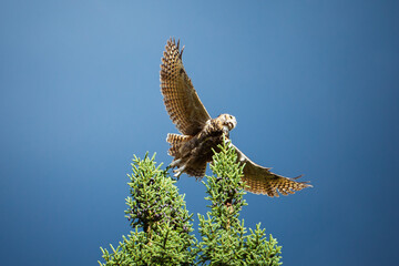 Owl flying in the sky