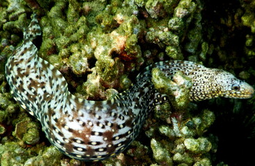 Costa Rica Pacific sea life
