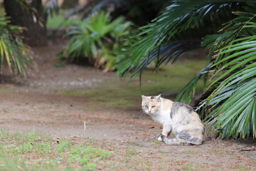 カメラ目線で見つめる野良猫
A stray cat staring at the camera.