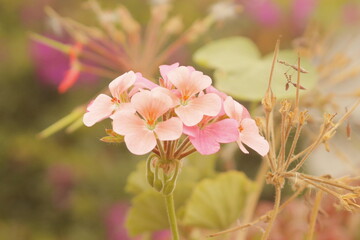 racimo de pequeñas flores rosas con fondo natural