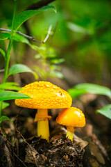 Yellow mushroom in the wood