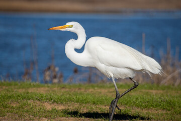 White egret