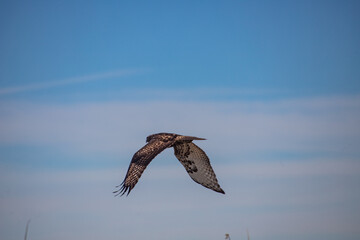 bird in flight