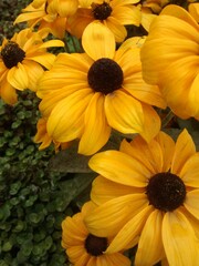 Rudbeckia plant after rain in summer. Yellow color petals. Blooming garden flowers. Rudbeckia is state flower of Maryland.