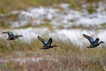 Blue winged teals in flight