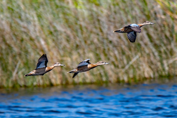 Blue winged teals in flight
