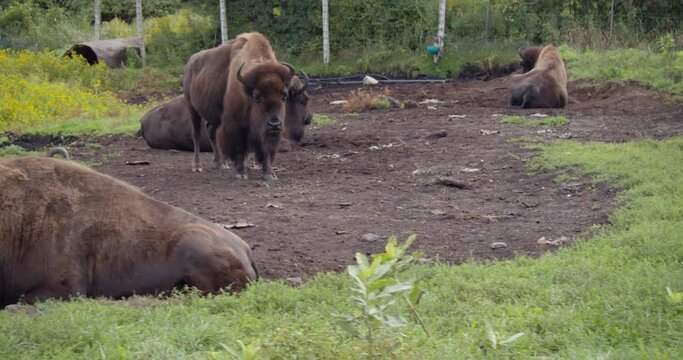 Footage of a group of bisons