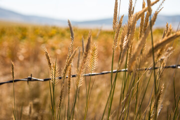 grass in the field
