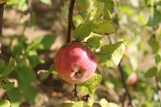 red apple hanging on tree